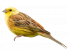 Goldammer